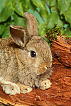 junges Zwergkaninchen / young dwarf rabbit