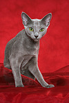 Russisch Blau / russian blue