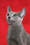 Russisch Blau / russian blue