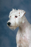 Parson Russell Terrier