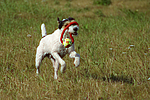 Parson Russell Terrier