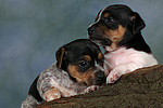 Jack Russell Terrier Welpen / jack russell terrier puppies