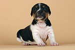 Jack Russell Terrier Welpe / jack russell terrier puppy