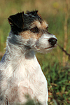 Parson Russell Terrier