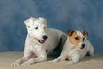 Parson Russell Terrier