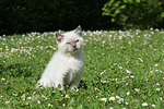 Britisch Kurzhaar Kätzchen / british shorthair kitten