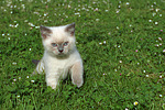 Britisch Kurzhaar Kätzchen / british shorthair kitten