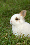 Zwergkaninchen / dwarf rabbit