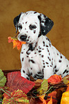 Dalmatiner Welpe / dalmatian puppy