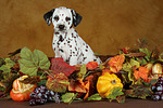 Dalmatiner Welpe / dalmatian puppy