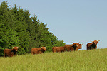 Schottische Hochlandrinder / highland cattles