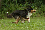 rennender Langhaarcollie / running longhaired collie