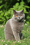 Britisch Kurzhaar / british shorthair