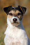 Parson Russell Terrier