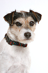 Parson Russell Terrier