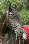 Friese Portrait / friesian horse portrait