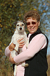 Parson Russell Terrier