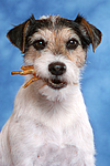 Parson Russell Terrier