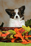 Papillon Welpe / papillon puppy