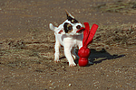 Parson Russell Terrier Welpe / parson russell terrier puppy