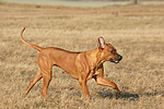 Rhodesian Ridgeback