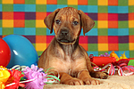 Rhodesian Ridgeback Welpe / rhodesian ridgeback puppy