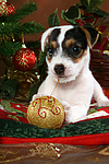 Parson Russell Terrier Welpe zu Weihnachten / PRT puppy at christmas