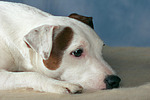 Parson Russell Terrier