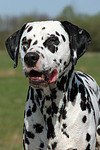 Dalmatiner / dalmatian