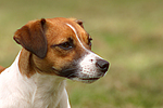 Jack Russell Terrier