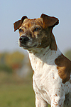 Jack Russell Terrier