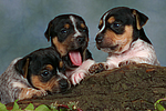 Jack Russell Terrier Welpen / jack russell terrier puppies