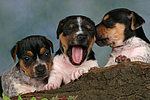 Jack Russell Terrier Welpen / jack russell terrier puppies