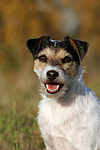 Parson Russell Terrier