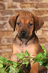 Rhodesian Ridgeback Welpe / rhodesian ridgeback puppy