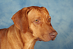 Rhodesian Ridgeback