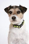 Parson Russell Terrier