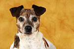 Jack Russell Terrier