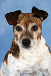 Jack Russell Terrier