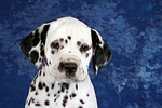 Dalmatiner Welpe / dalmatian puppy