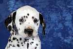 Dalmatiner Welpe / dalmatian puppy