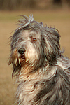 Bearded Collie