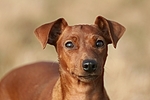 Rehpinscher / miniature pinscher