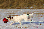 Parson Russell Terrier spielt im Schnee / playing PRT in snow