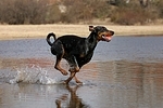 Dobermann / doberman pinscher