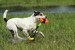 Parson Russell Terrier