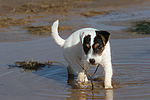 Parson Russell Terrier Welpe / parson russell terrier puppy