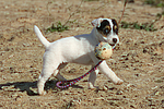 Parson Russell Terrier Welpe / parson russell terrier puppy