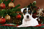 Parson Russell Terrier Welpe zu Weihnachten / PRT puppy at christmas