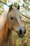 Haflinger Portrait / haflinger horse portrait